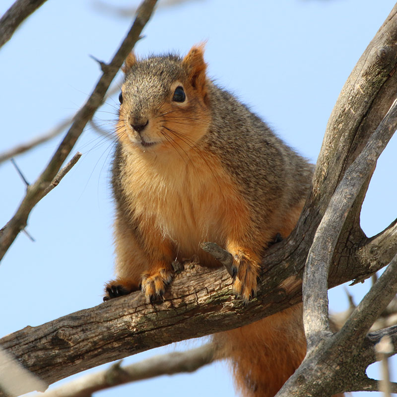 Tree squirrel