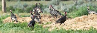 Wild turkeys in a field